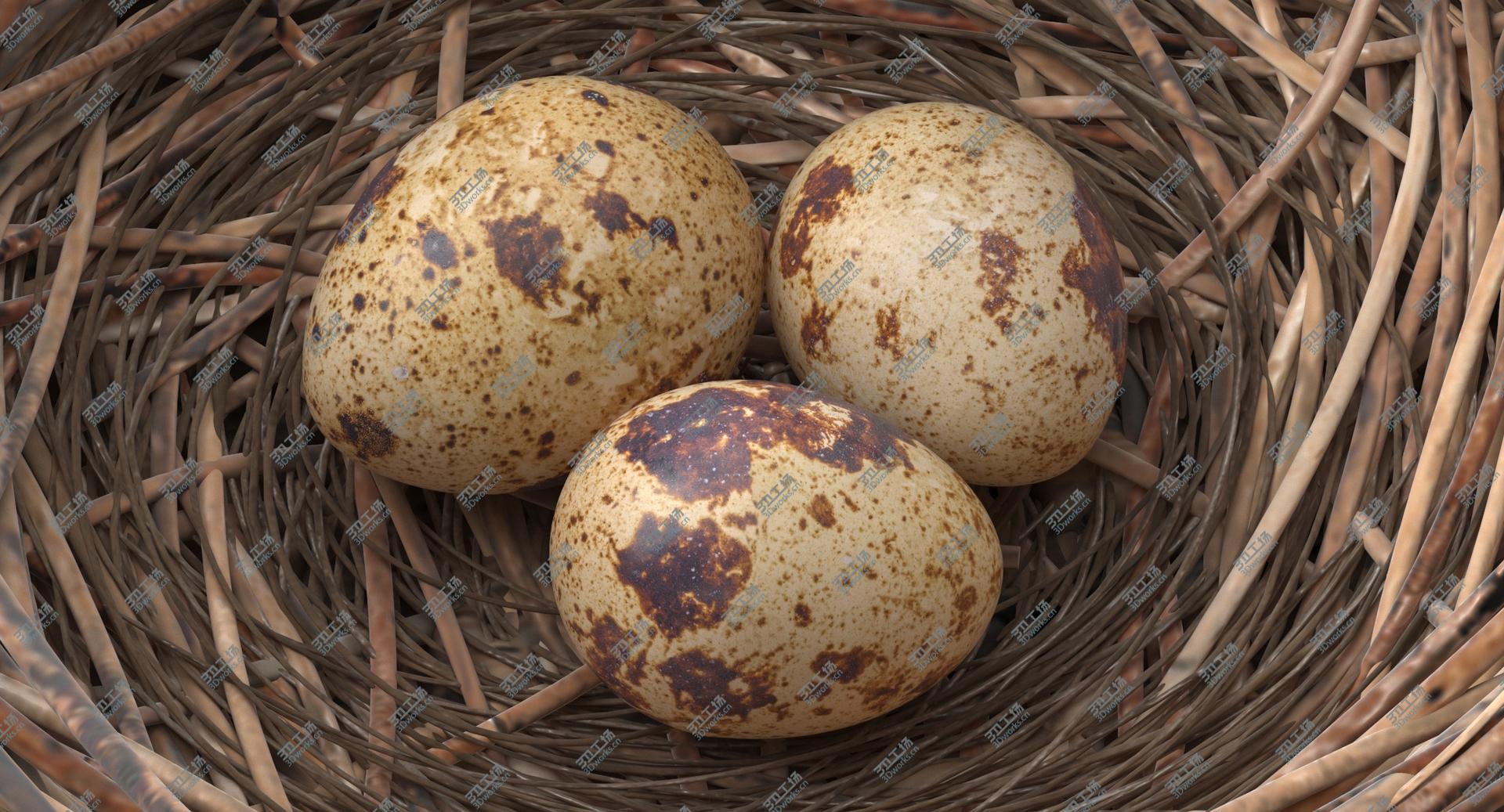 images/goods_img/2021040162/3D Bird Nest 03 With Quail Eggs model/5.jpg